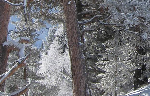 Сказочный лес после снегопадов