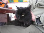 Чегетская кошка нашла уютное местечко у Дуси на коленях.
