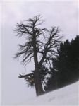 Сказочное дерево на юге Чегета. 
