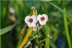 Стрелолист обыкновенный - Sagittaria sagittifolia 