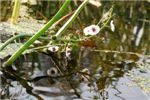 Стрелолист обыкновенный - Sagittaria sagittifolia 