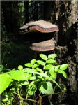Древесные грибы на березе