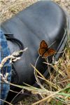Бабочка присела на Сашкин ботинок