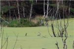Приехав на дачу, мы особенно были счастливы увидеть нашу старую знакомую цаплю на том же болоте (тьфу, озере)
