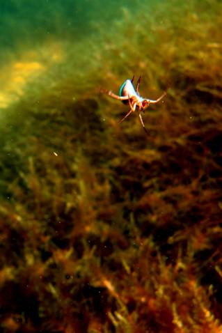 Паучок, спускающийся под воду по невидимой паутинке