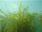 Ещё один вид подводной растительности 
