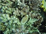 Коралл-олений рог (Seriatopora hystrix) и какой-то красивый коралл
