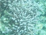 Коралл-олений рог (Seriatopora hystrix)
