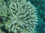 Коралл-олений рог (Seriatopora hystrix)
