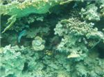Сетчатый огненный коралл (Millepora dichotoma) слева вверху 
Диадемовые морские ежи (Diadema setosum)
Голоплавничная крылатка-зебра (Pterois radiata)
Губка-сифон (Siphonochialina siphonella) справа по центру
Губка-сифон (Siphonochialina siphonella) справа по центру
