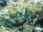 Сетчатый огненный коралл (Millepora dichotoma)
