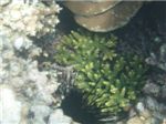 Диадемовый морской еж (Diadema setosum)

