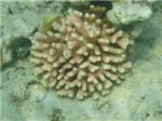 Огненные кораллы, жгучие волоски (Millepora dichotoma)
