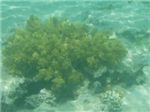 Мягкий коралл (Lithophyton arboreum)
