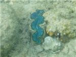 Гигантский моллюска (Tricacna maxima)
Морская лилия справа чуть ниже центра 
Морская лилия справа чуть ниже центра 
