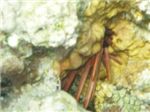 Еж - грифильный карандаш (Heterocentrotus mammillatus)
