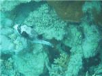 Масковый аротрон (Arothron diadematus) - наша любимая позитивная белая рыбка
