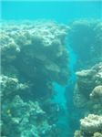 Коралловое ущелье
