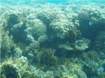 Коралловый риф
