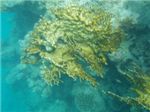 Сетчатый огненный коралл (Millepora dichotoma)
