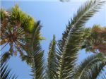 Пальмовые ветки
