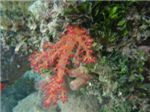 Мягкий коралл (Dendronephthya)
