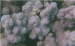 Коралл Акропора (фиолетовый)
