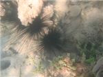 Диадемовые морские ежи (Diadema setosum)
