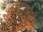 Кораллы. Elliptical Star Coral
Dichocoenia stokesi
Dichocoenia stokesi