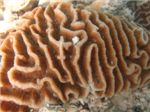 Коралл Pachyseris
