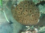 Кораллы. Elliptical Star Coral
Dichocoenia stokesi
Dichocoenia stokesi