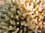 Огненные кораллы (Millepora dichotoma)
