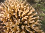 Огненные кораллы (Millepora dichotoma)
