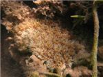 Морской анемон (Actiniaria) - семейство: Stocactidae

