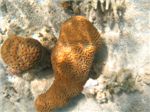 Кораллы. Слева Elliptical Star Coral
Dichocoenia stokesi, 
а справа Pachyseris
а справа Pachyseris