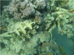 Гигантский моллюск, анемон и кораллы (Pocillopora)
