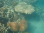 Коралловый риф
