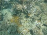 Проплывая над коралловым рифом
