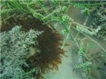 Морской анемон (Actiniaria) - семейство: Stocactidae
