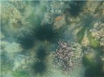 Диадемовые морские ежи (Diadema setosum)
