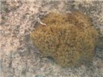 Мягкий коралл Ксенидия (Xeniidae)
