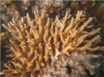 Коралл-олений рог (Acropora)
