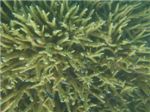 Коралл-олений рог (Acropora) и рыбки - обыкновенный абудефдуф (Abudefduf saxatilis)
