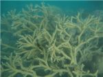 Коралл-олений рог (Acropora) и рыбка-анемон
