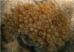 Мягкий коралл Ксенидия (Xeniidae)
