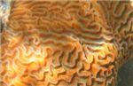 Коралл Brain coral (Pachyseris) 

