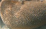 Коралл Brain coral (Pachyseris). Причудливый лабиринт.
