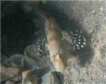 Декоративная рыба-бычок Gobiidae - Валансьенна (Valenciennea puellaris)
