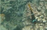 Рыбка-анемон ( двухполосый амфиприон (amphiprion bicinctus)) над коралловым рифом
