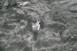 Чайка над бронзовой водой